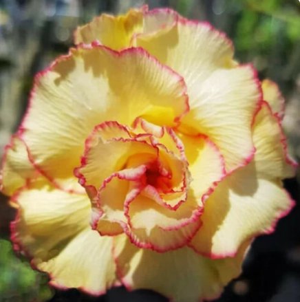 30 Seeds Flower Plant Fresh Desert Rose Adenium Seeds