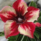 15 Seeds Flower Plant Adenium Seeds For garden