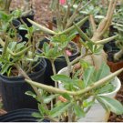 30 Seeds Flower Plant Adenium Seeds For garden