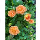 2 Orange Delight Sunrosa Dwarf Shrub Rose Flower Starter Plants For Garden