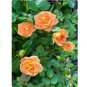 2 Orange Delight Sunrosa Dwarf Shrub Rose Flower Starter Plants For Garden