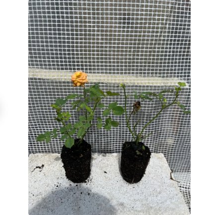 8 Plant Orange Delight Sunrosa Dwarf Shrub Rose Flower Starter Plants For Garden