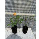 8 Plant Orange Delight Sunrosa Dwarf Shrub Rose Flower Starter Plants For Garden