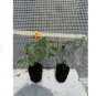2 Orange Delight Sunrosa Dwarf Shrub Rose Flower Starter Plants For Garden