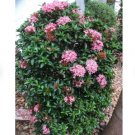 1 Plant astel 'Pink' Dwarf Ixora Well-Rooted Starter Plants For Garden