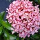 2 Plant astel 'Pink' Dwarf Ixora Well-Rooted Starter Plants For Garden