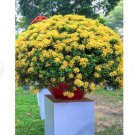 4 Flower Dwarf Ixora 'Maui Yellow' Well-Rooted Starter Plants For Garden