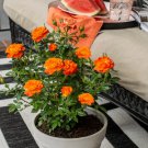 3 Flower Sunrosa Orange Delight Dwarf Shrub Rose Starter Plants For Garden