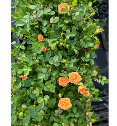 Rose Starter Plants For Garden 6 Flower Sunrosa Orange Delight Dwarf Shrub