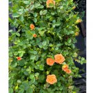 Rose Starter Plants For Garden 6 Flower Sunrosa Orange Delight Dwarf Shrub