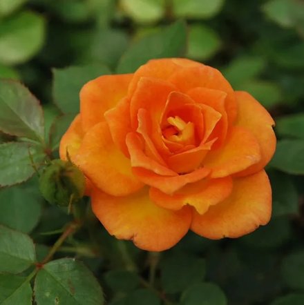 Orange Delight Dwarf Shrub Rose Starter Plants For Garden 12 Flower Sunrosa