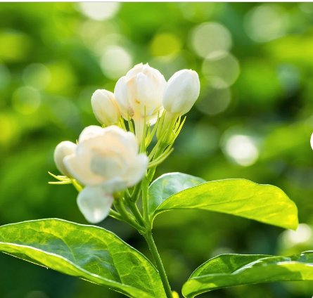 1 Rooted Starter Plant Flower Jasmine Philippine Sambac Jasmine