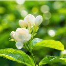 1 Rooted Starter Plant Flower Jasmine Philippine Sambac Jasmine