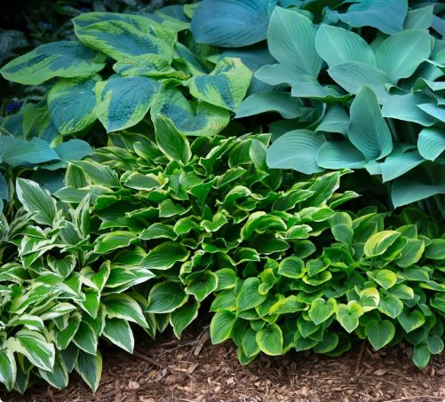 20 Pack Bareroots Hosta Bumper Crop Mix Live Plant For Garden