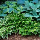 20 Pack Bareroots Hosta Bumper Crop Mix Live Plant For Garden