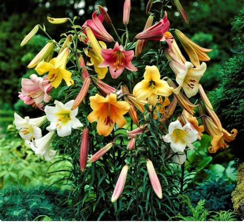 4 Bulbs Lily Big Band Collection Live Plant For Garden