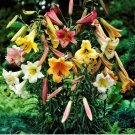 4 Bulbs Lily Big Band Collection Live Plant For Garden