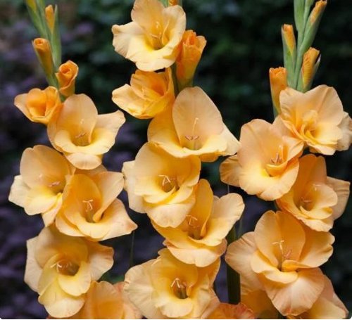 10 Bulbs Gladiolus Vedetta Live Plant For Garden