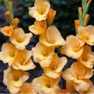 10 Bulbs Gladiolus Vedetta Live Plant For Garden