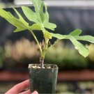 1 Rooted Starter Plant Fruit Chicago Hardy Fig Live Plant For Garden