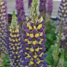 1 Potted Plant Lupine Staircase Dark Blue and Yellow Live Plant For Garden