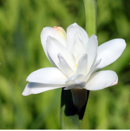 6 Bulbs Tuberose White Double Flower Live Plant For Garden