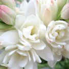 12 Bulbs Tuberose White Double Flower Live Plant For Garden