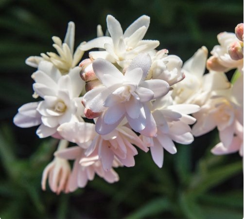 1 Bulbs Tuberose Pink Sapphire Flower Live Plant For Garden