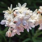 1 Bulbs Tuberose Pink Sapphire Flower Live Plant For Garden