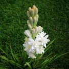 Flower Live Plant For Garden 4 Bulbs Tuberose Pink Sapphire
