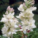 Flower Live Plant For Garden 2 Bulbs Tuberose Pink Sapphire