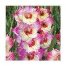 Dwarf Gladiolus Novara 10 Bulbs Flower Live Plant For Garden
