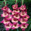 Flower Live Plant  Dwarf Gladiolus Novara 20 Bulbs For Garden