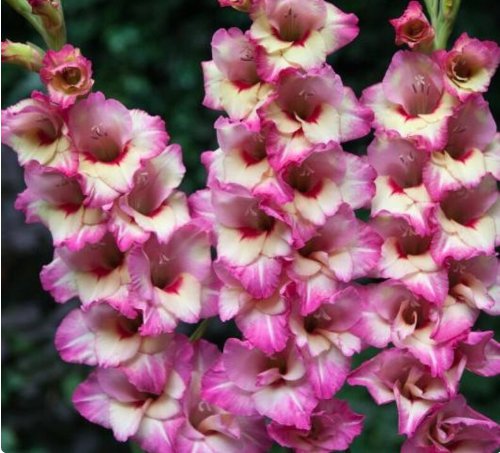 40 Bulbs Flower Live Plant  Dwarf Gladiolus Novara For Garden