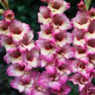 40 Bulbs Flower Live Plant  Dwarf Gladiolus Novara For Garden