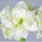 1 Bulbs Flower Live Plant Amaryllis Snow Drift For Garden