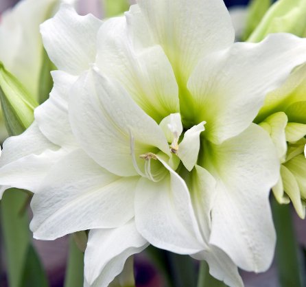 Amaryllis Snow Drift  2 Bulbs Flower Live Plant For Garden