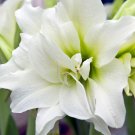 Amaryllis Snow Drift  2 Bulbs Flower Live Plant For Garden