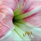 1 Bulbs Amaryllis Apple Blossom Flower Live Plant For Garden