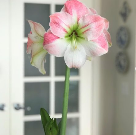 Flower Live Plant 2 Bulbs Amaryllis Apple Blossom For Garden