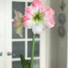 Flower Live Plant 2 Bulbs Amaryllis Apple Blossom For Garden