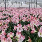 Amaryllis Apple Blossom Flower Live Plant 4 Bulbs For Garden