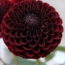 Flower Live Plant For Garden 24 Bulbs Dahlia Watermelon Mix
