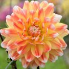Flower Live Plant For Garden 3 Bulbs Dahlia Peaches & Cream