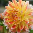 6 Bulbs Dahlia Peaches & Cream Flower Live Plant For Garden