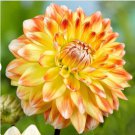 Flower Live Plant 12 Bulbs Dahlia Peaches & Cream For Garden