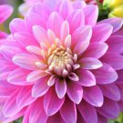 Flower Live Plant 3 Bulbs Dahlia Gallery Rembrandt For Garden
