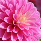 Flower Live Plant For Garden 12 Bulbs Dahlia Gallery Rembrandt