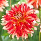 Flower Live Plant For Garden 3 Bulbs Dahlia Penny Lane