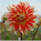 Live Plant 12 Bulbs Dahlia Penny Lane Flower For Garden